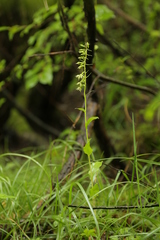 Epipactis bugacensis