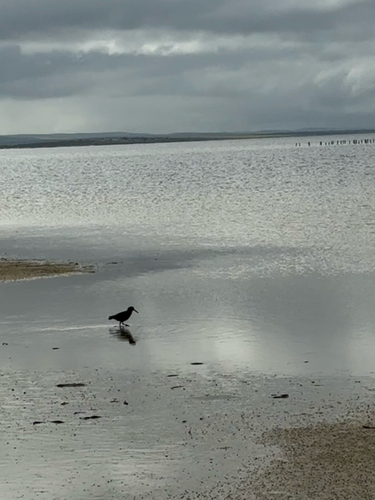 Sooty Oystercatcher