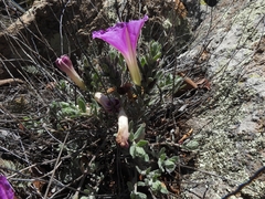 Ipomoea lenis
