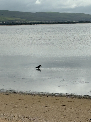 Pied Oystercatcher