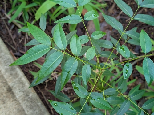 Swietenia mahagoni, 2026-09-02