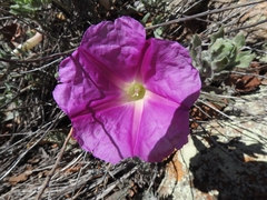 Ipomoea lenis