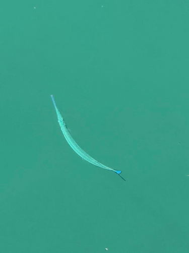Hyporhamphus acutus observed 2026-09-02