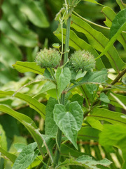 Hyptis capitata