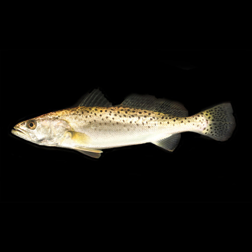 Spotted Seatrout