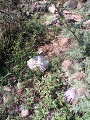 Gonepteryx nepalensis