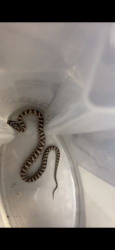 Great Plains Ratsnake