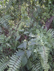 Hyptis capitata