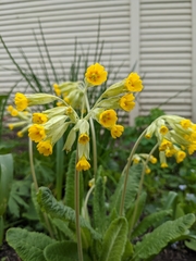 Primula veris
