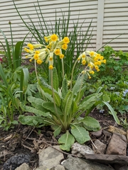 Primula veris