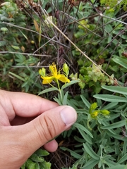 Hypericum concinnum