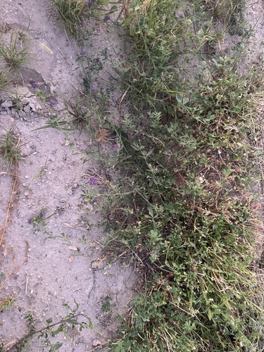 Alfalfa