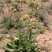 Bristle African Thistle - Photo (c) Erwin Sieben, some rights reserved (CC BY-NC), uploaded by Erwin Sieben