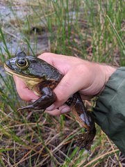 Lithobates grylio
