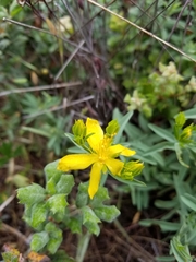 Hypericum concinnum