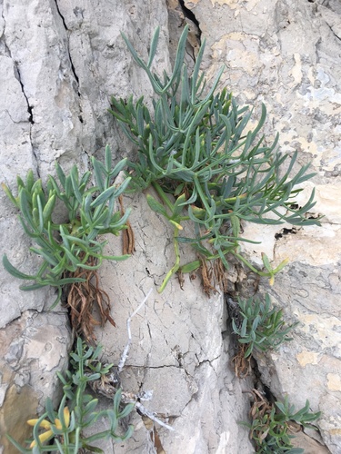 Rock samphire (Crithmum maritimum)