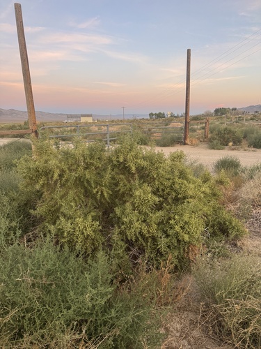 Greasewood