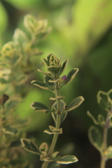 Thymus × citriodorus