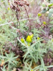 Hypericum concinnum