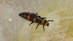 Hippodamia convergens