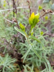 Hypericum concinnum