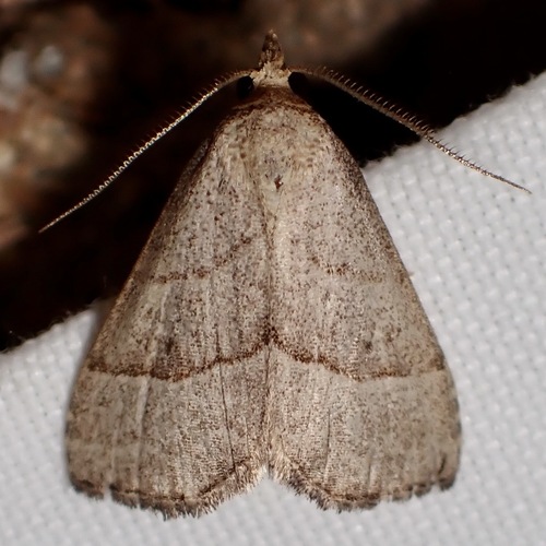 Dusty-winged Tan photo 2