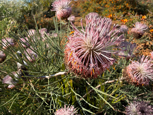 Isopogon divergens, photograph 1