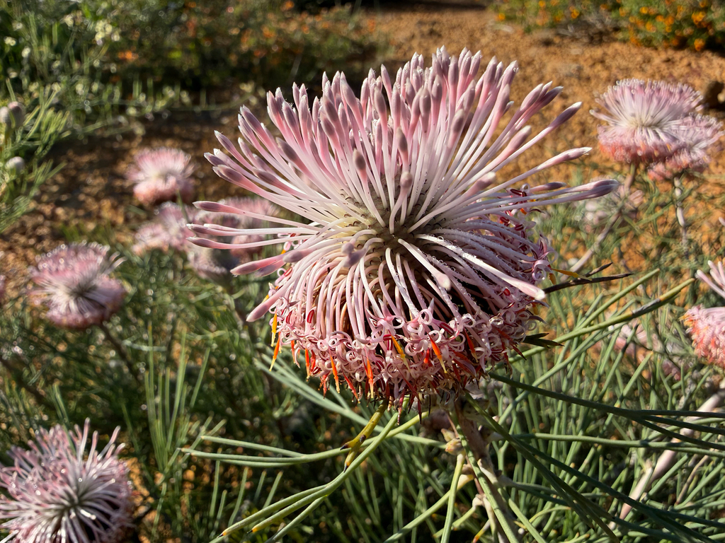 Isopogon divergens; photograph (c) smathichong, some rights reserved (CC BY)