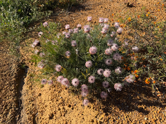 (c) smathichong, some rights reserved (CC BY) Isopogon divergens, photograph (c) smathichong, some rights reserved (CC BY)