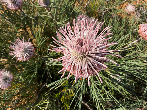 Isopogon divergens, photograph 2