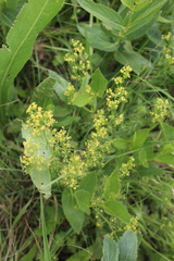 Galium capense
