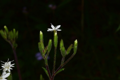 Stevia caracasana