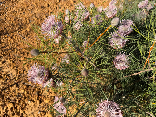 Isopogon divergens, photograph 3