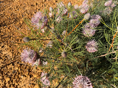 (c) smathichong, some rights reserved (CC BY) Isopogon divergens, photograph (c) smathichong, some rights reserved (CC BY)