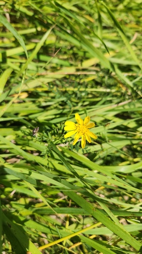 Tragopogon pratensis, photograph 6