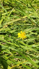 Tragopogon pratensis, photograph (c) Patrick Jackson, some rights reserved (CC BY)