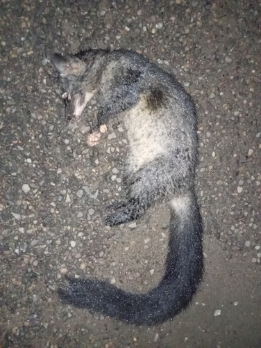Northern Palm Civet