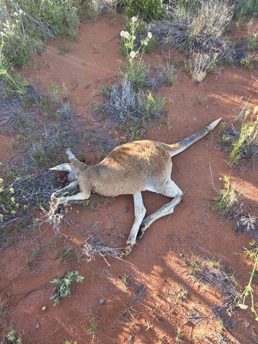 Red Kangaroo