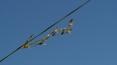 Juncus mexicanus