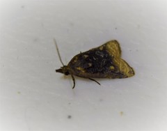 Platynota flavedana