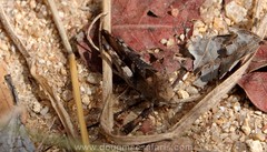 Humbe tenuicornis