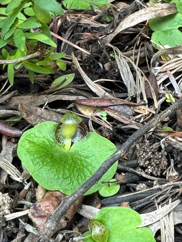 Corybas despectans observed 2026-08-20