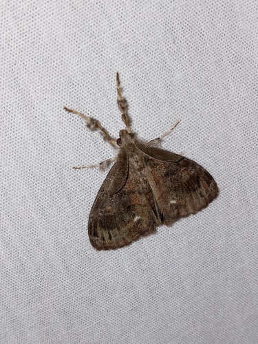 Definite Tussock Moth