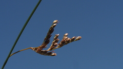 Juncus mexicanus
