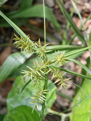 Cyperus distans