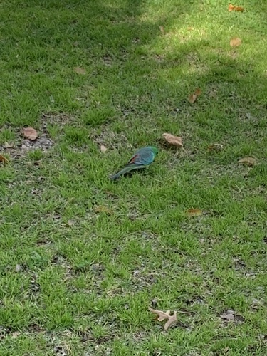 Red-rumped Parrot