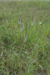 Dichanthium sericeum