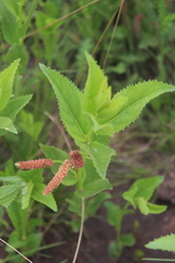 Acalypha punctata