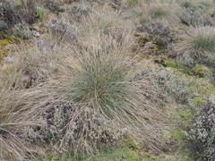 Carex runssoroensis