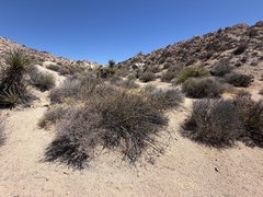 Tetracoccus hallii